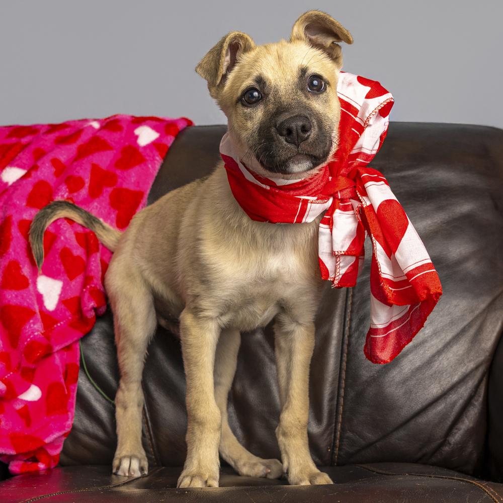 Enlarge Buzz Lightyear - 26026, a Adoptable mixed breed in Armonk, NY image 5/6