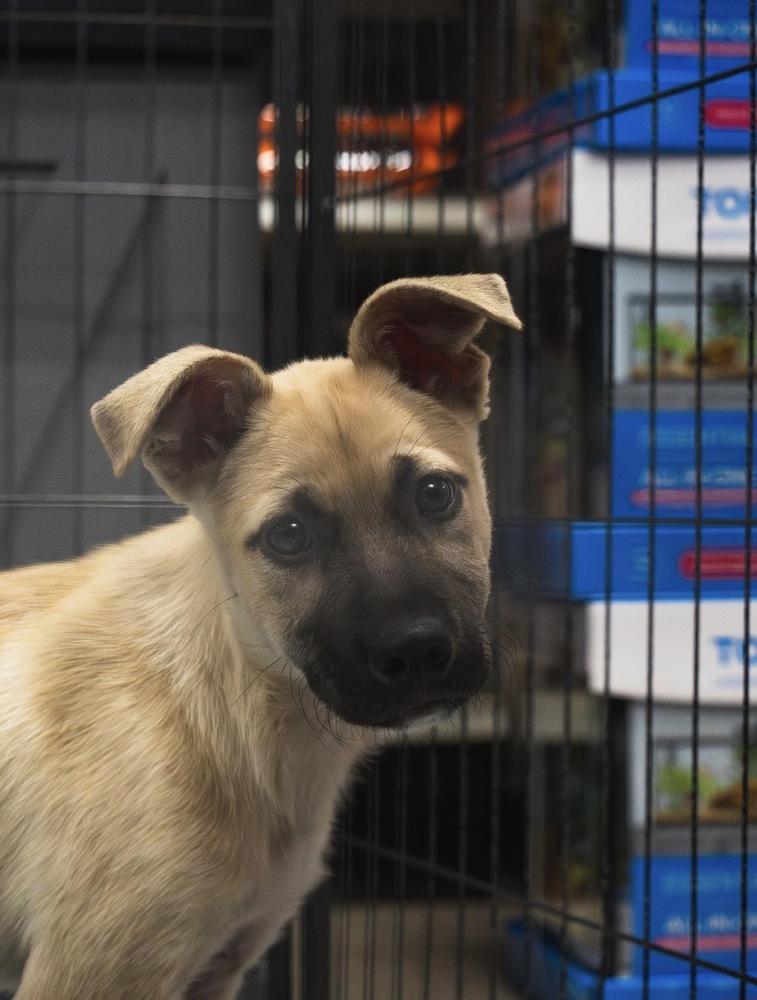 Enlarge Buzz Lightyear - 26026, a Adoptable mixed breed in Armonk, NY image 6/6