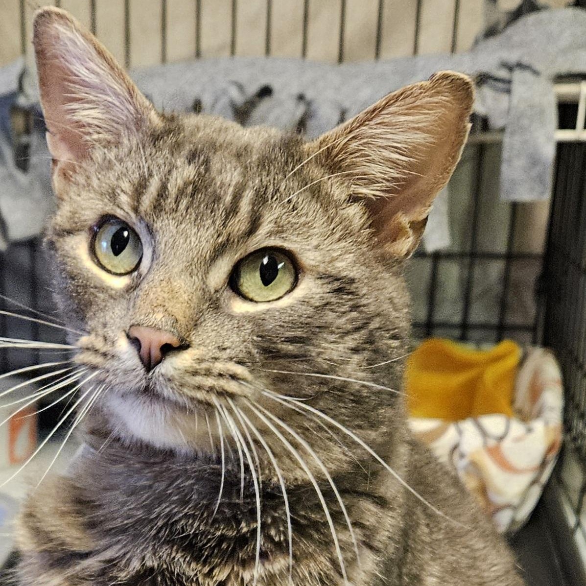 Enlarge Frankie, an adopted Domestic Short Hair in Brockport, NY image 2/5