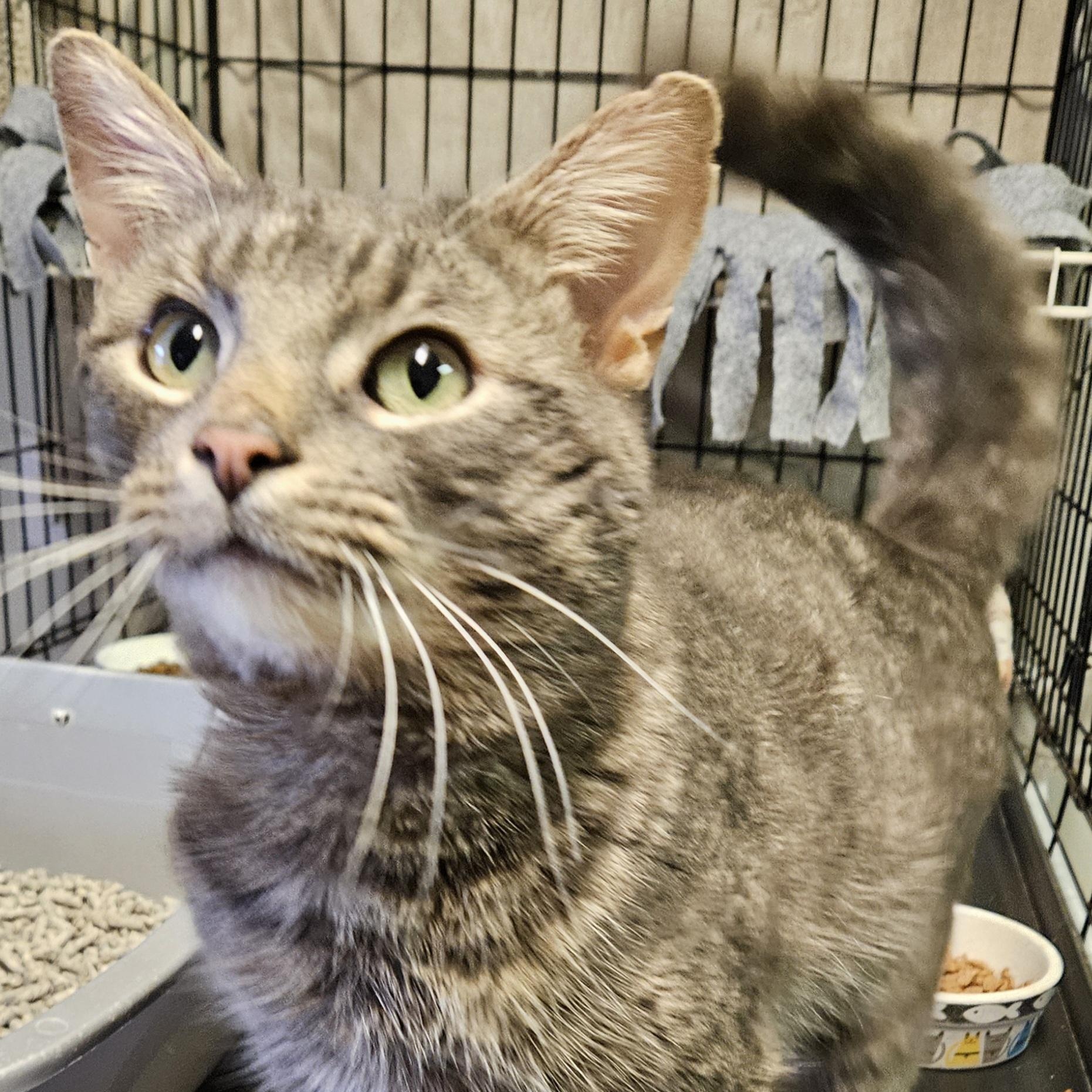 Enlarge Frankie, an adopted Domestic Short Hair in Brockport, NY image 1/5