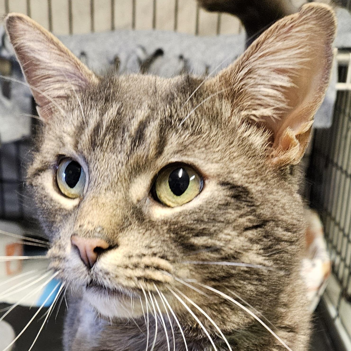 Enlarge Frankie, an adopted Domestic Short Hair in Brockport, NY image 5/5