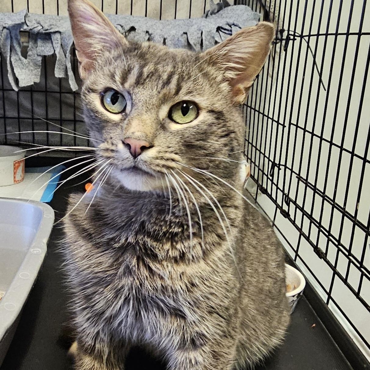 Enlarge Frankie, an adopted Domestic Short Hair in Brockport, NY image 3/5