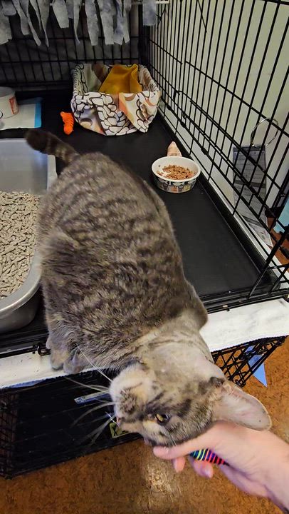 Enlarge Frankie, an adopted Domestic Short Hair in Brockport, NY video 4/5