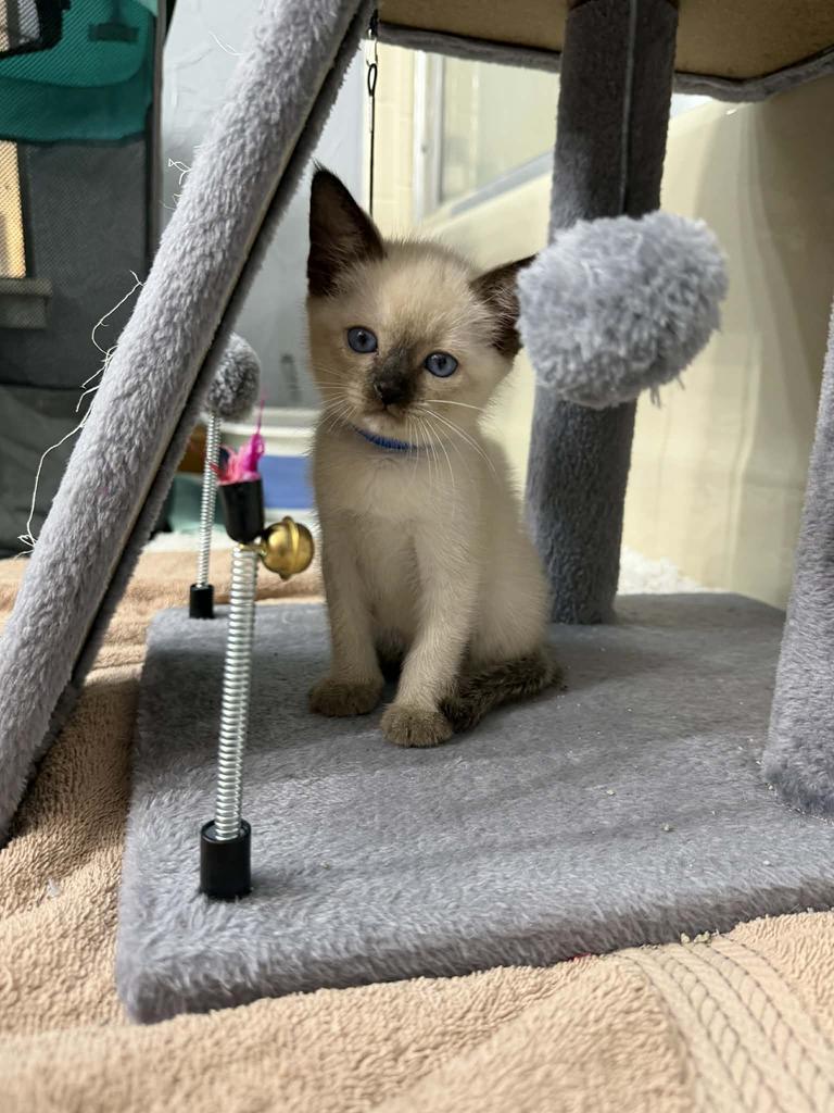 Domino, Adopted, Kitten Male Siamese.