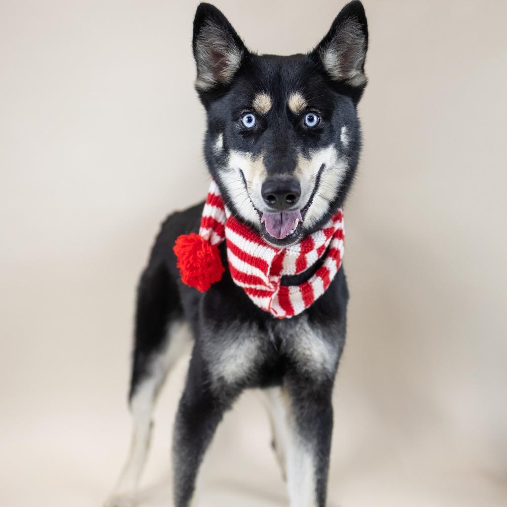 Nikita, Adoptable, Adult Female Husky.