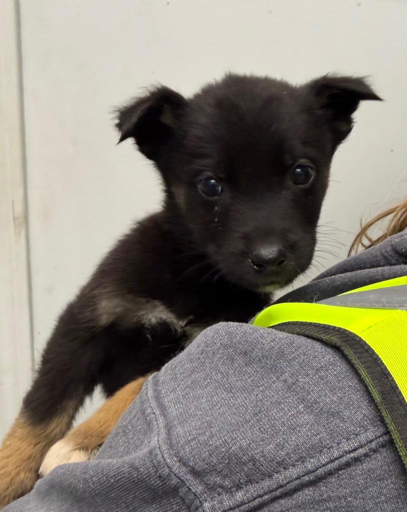 Enlarge Sorel, a Adoptable mixed breed in Yellowknife, NT image 1/1