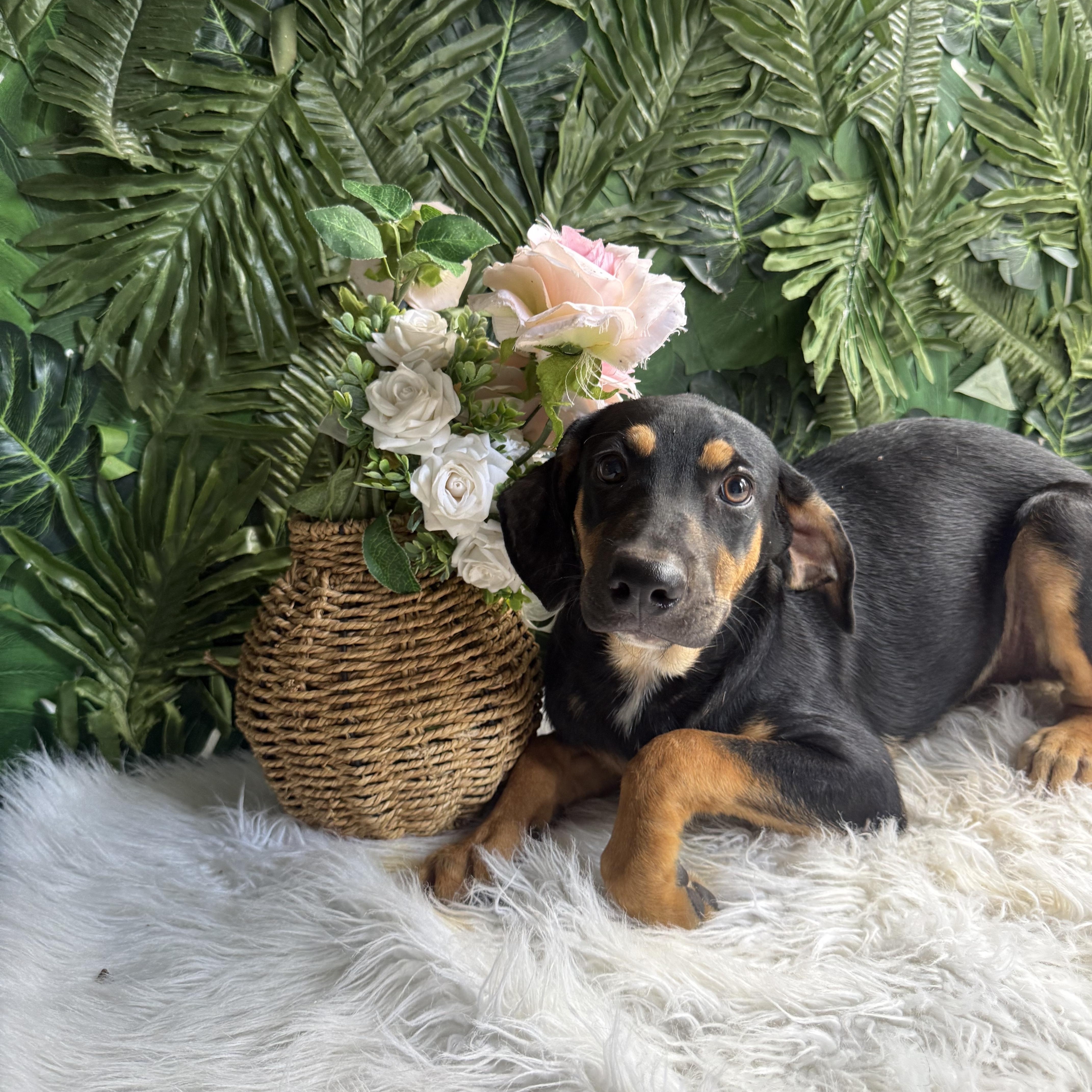 Enlarge Tommy, a Adopted Mixed Breed in Mississauga, ON image 1/1