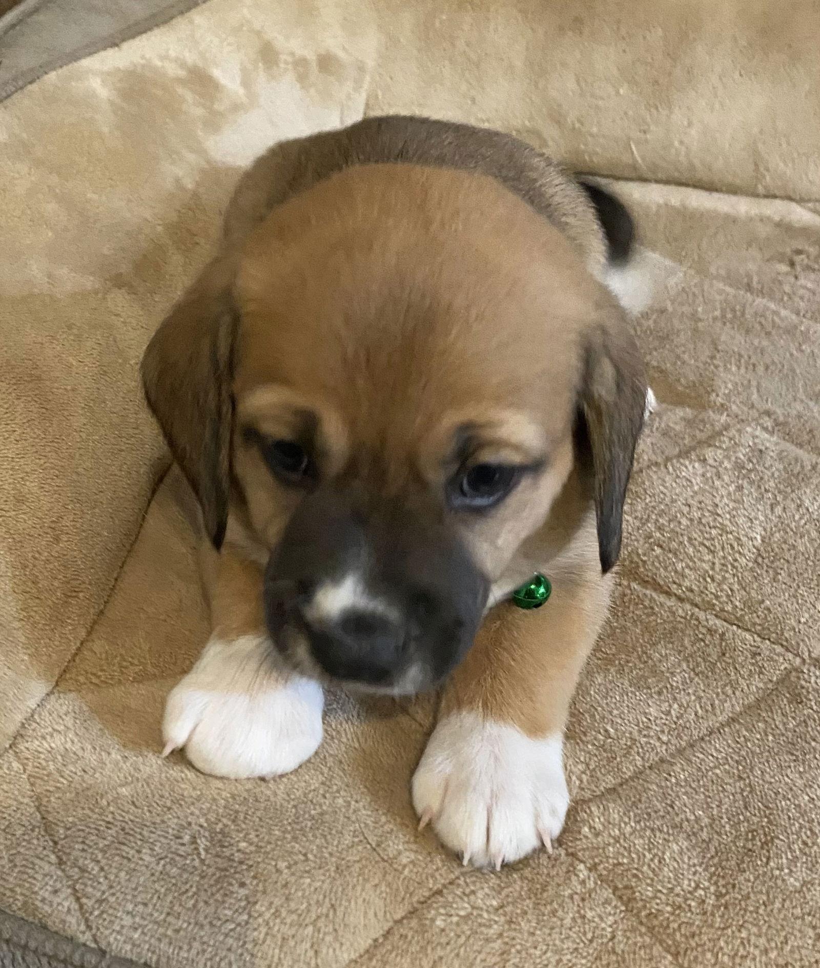 Serafina's Puppy - Blitz, Adopted, Puppy Female Beagle.