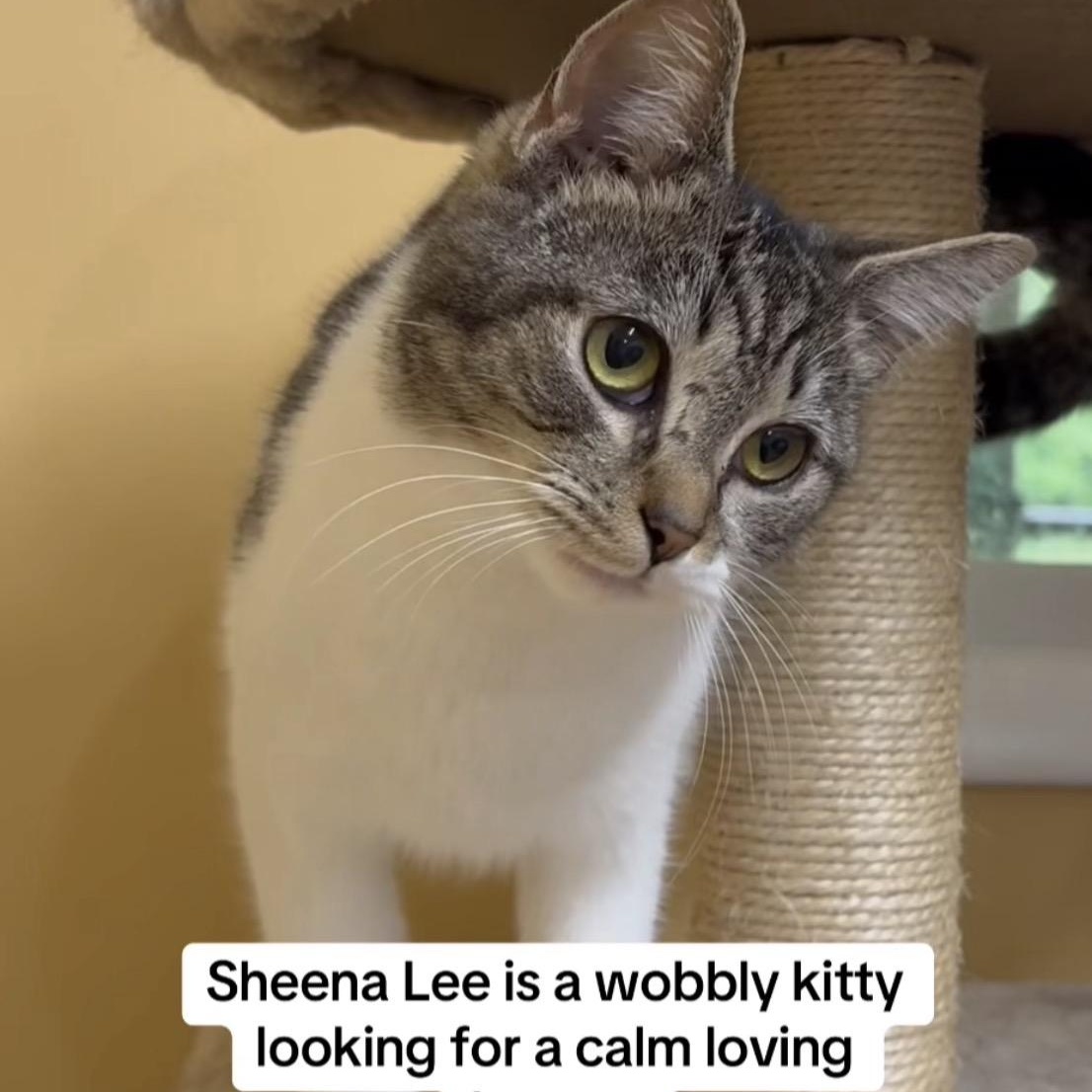 Enlarge Sheena Lee, a Adoptable Domestic Short Hair in Galloway, NJ image 3/4