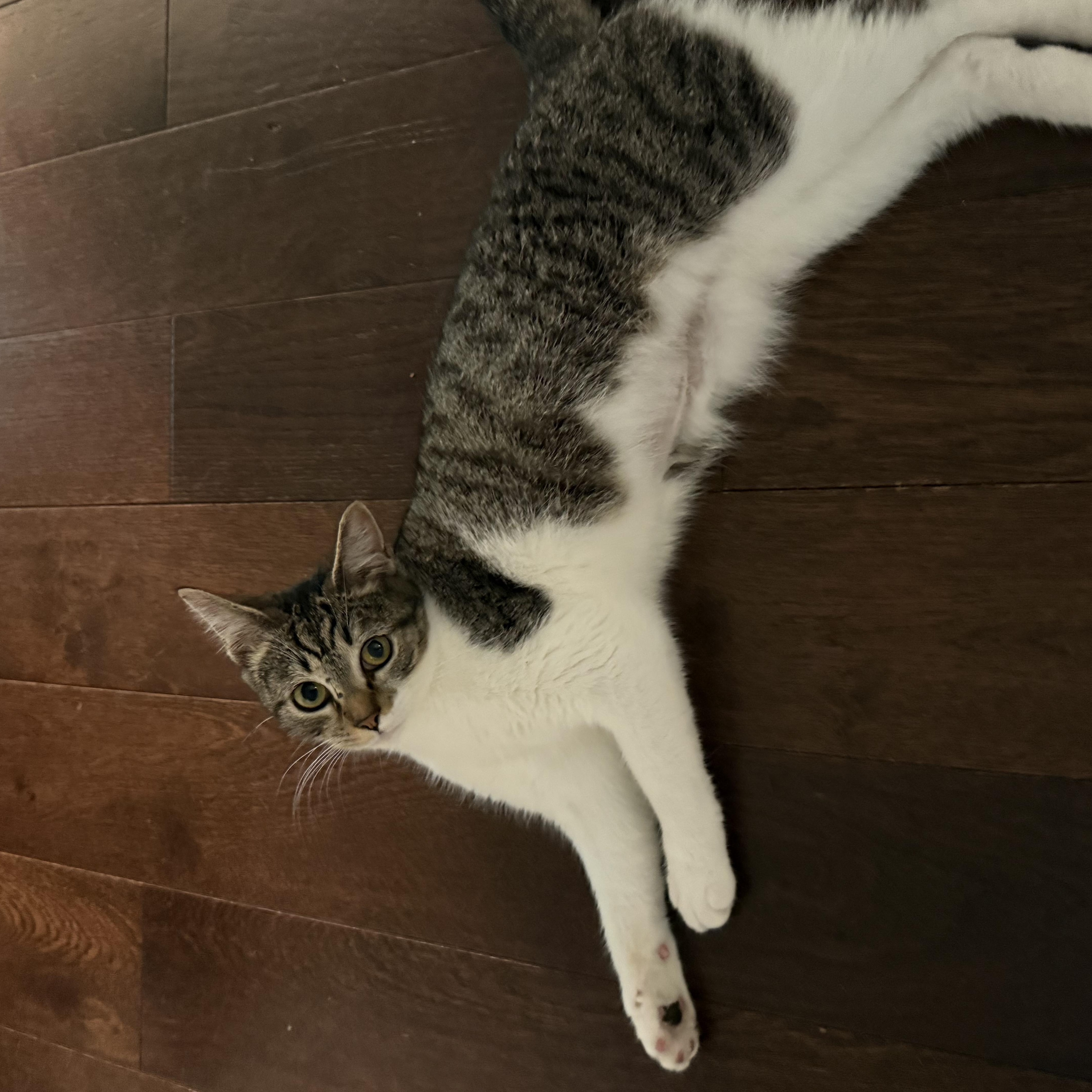 Enlarge Sheena Lee, a Adoptable Domestic Short Hair in Galloway, NJ image 4/4