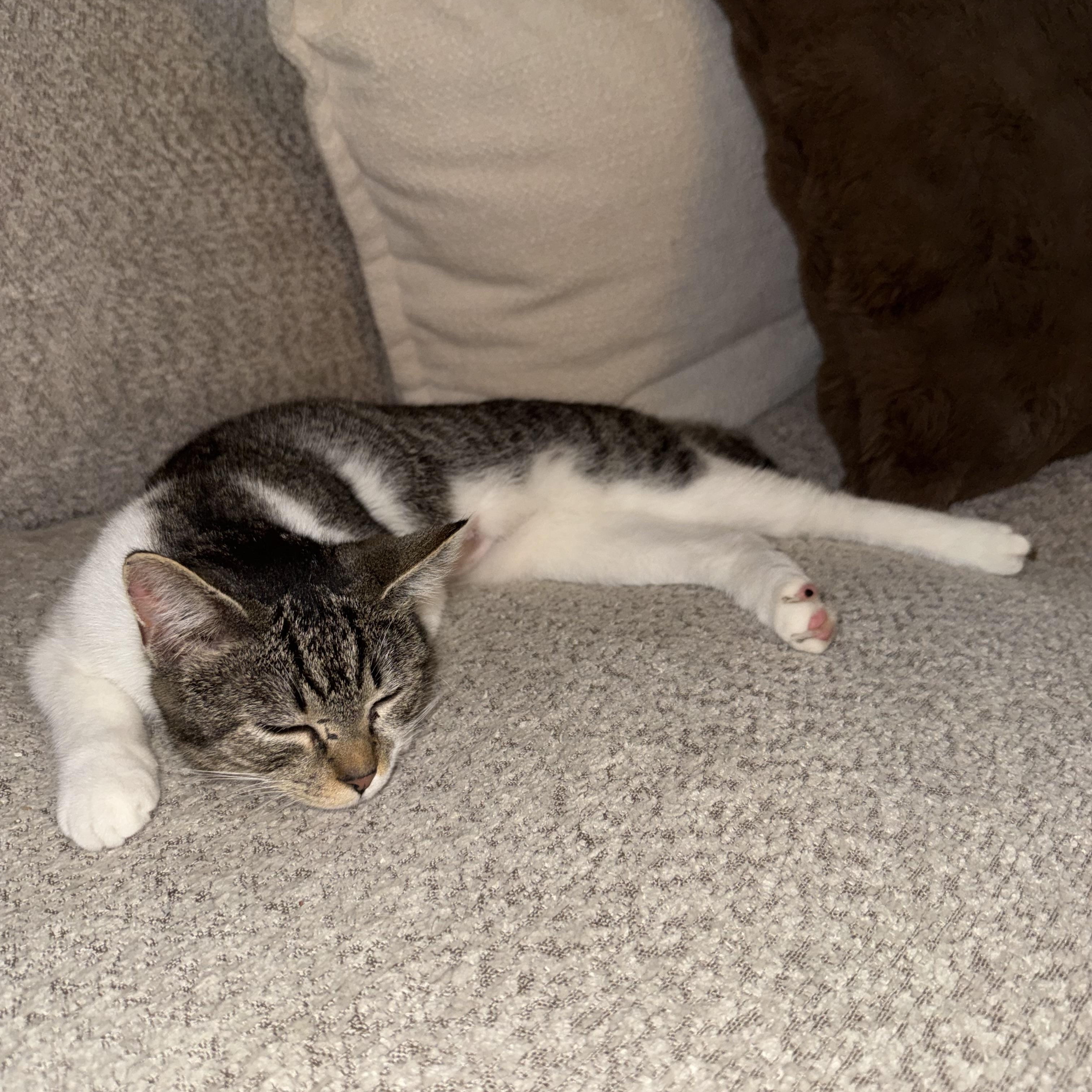 Enlarge Sheena Lee, a Adoptable Domestic Short Hair in Galloway, NJ image 1/4