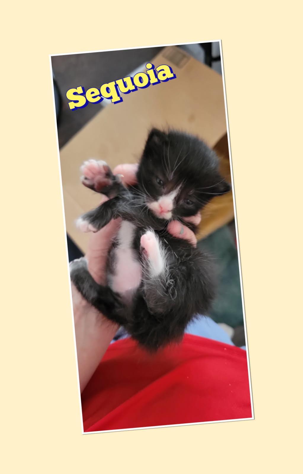 Sequoia, a Adoptable mixed breed in Dixon, CA image 2/4