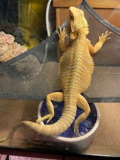Sherbert aka Sherbie, a Adopted Bearded Dragon in Concord, CA image 1/2