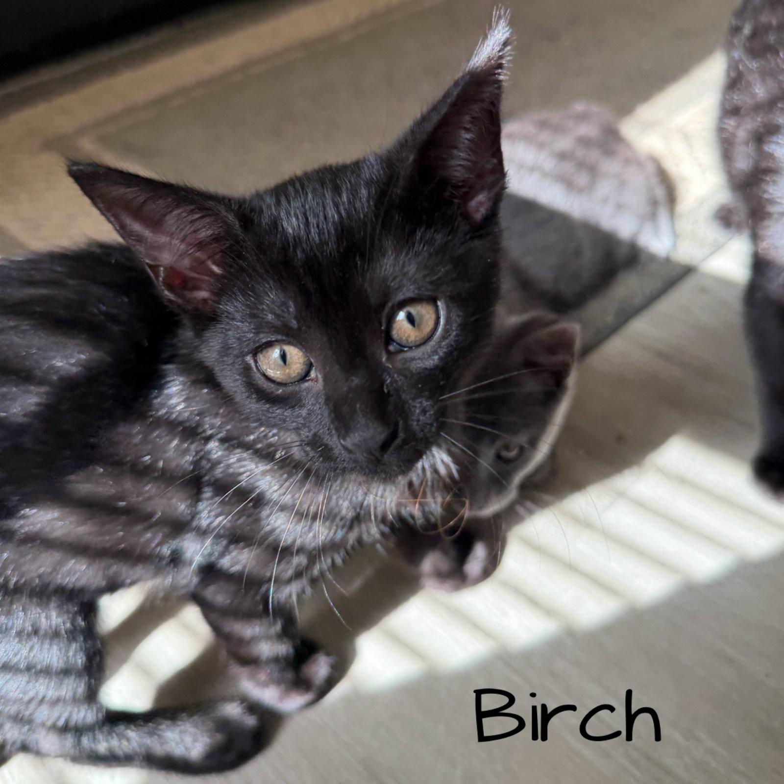 Birch, Adoptable, Kitten Male Domestic Short Hair.