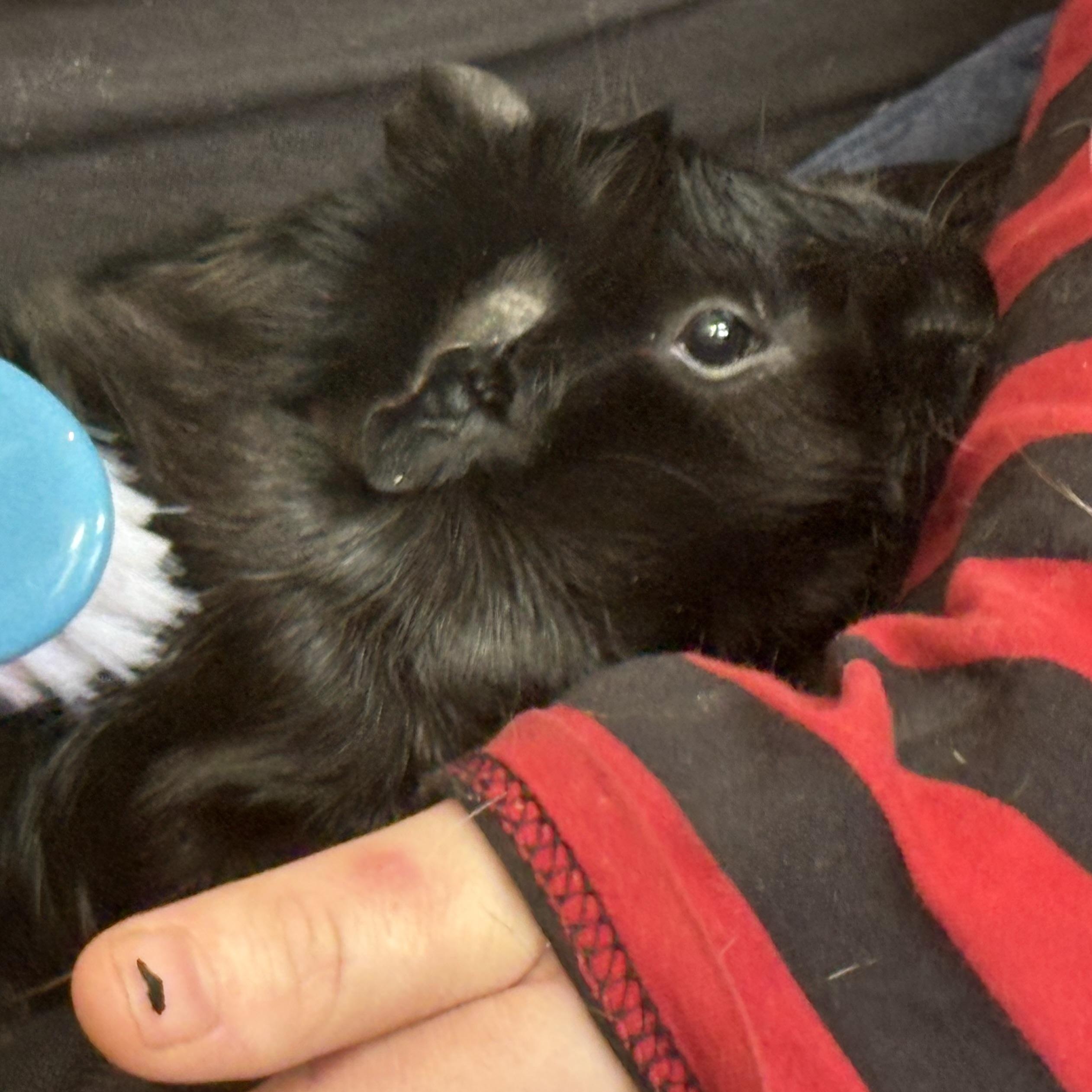 Enlarge Kennedy, an adopted Guinea Pig in Modesto, CA image 3/3