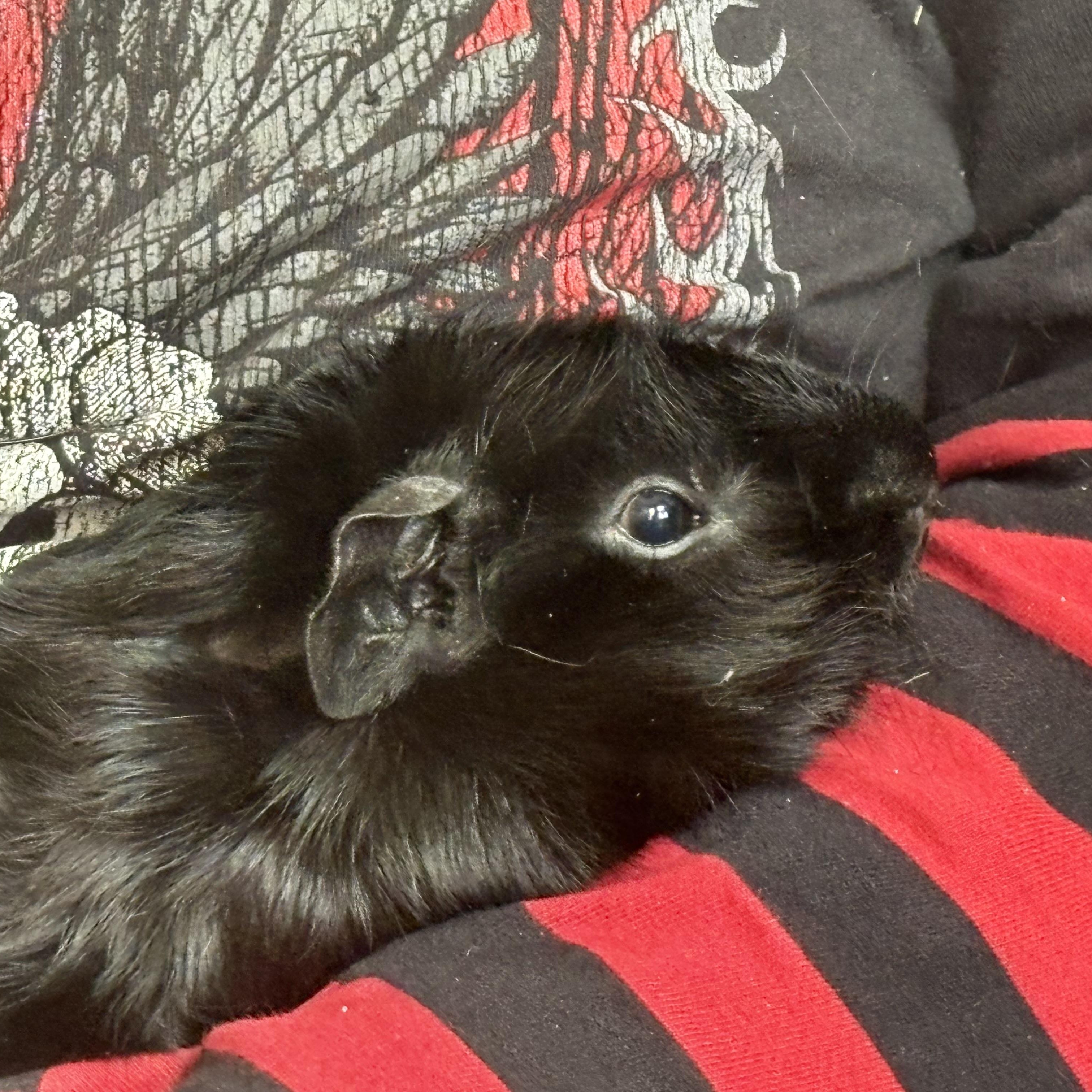 Kennedy, adopted, Adult Male Guinea Pig.