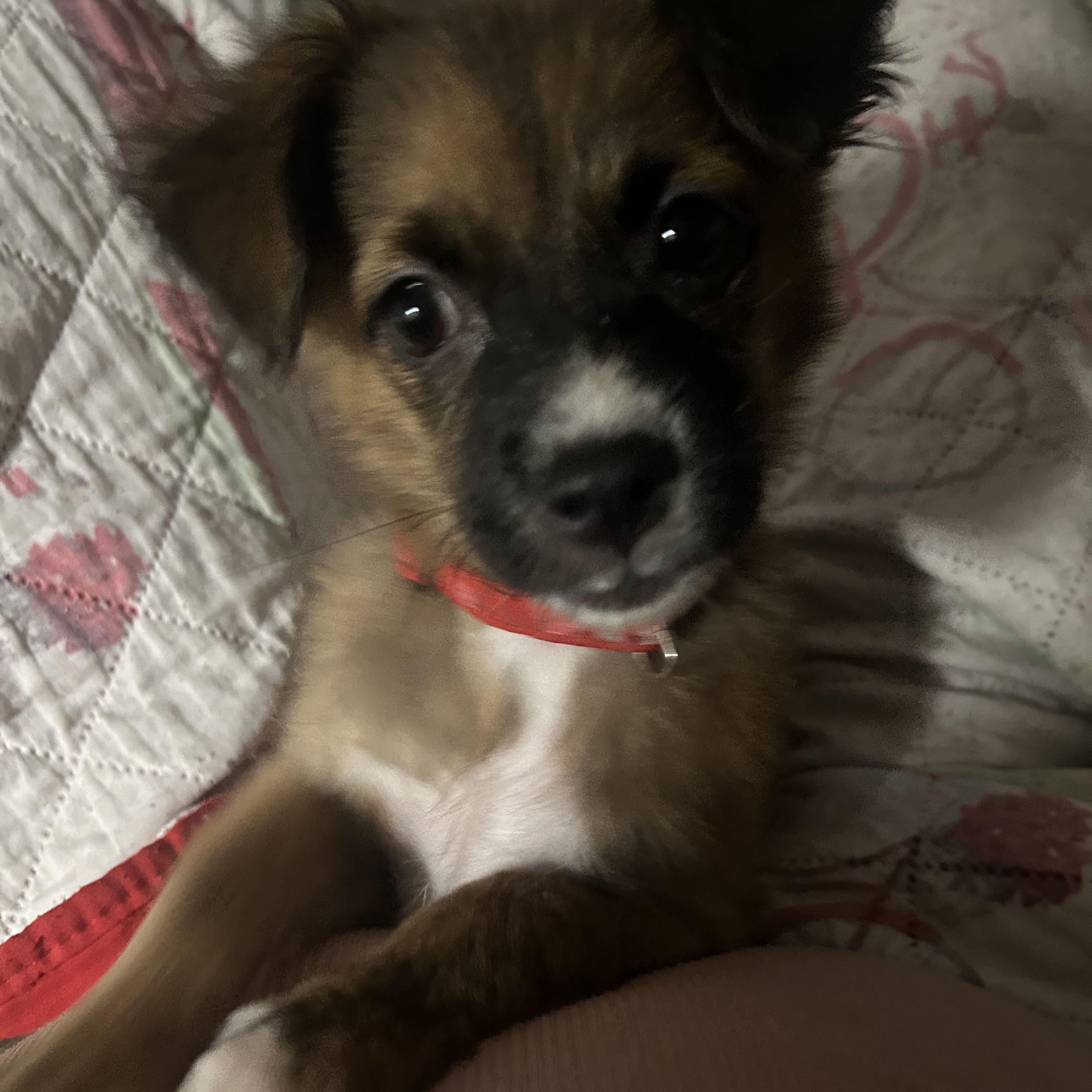 Noelle, a ADOPTABLE mixed breed in Pittsfield, MA image 2/3