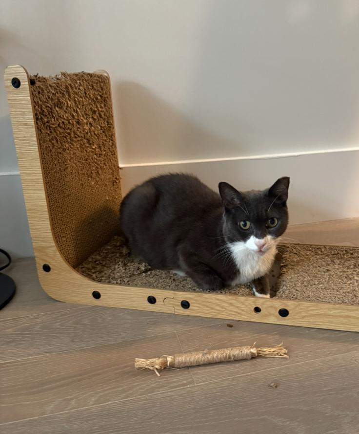 Enlarge Bigotes, a Adoptable Domestic Short Hair in Weehawken, NJ image 6/6