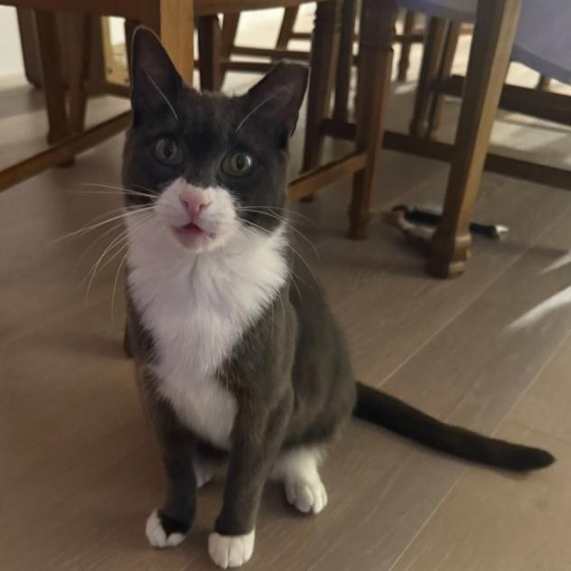 Bigotes, Adoptable, Adult Female Domestic Short Hair.