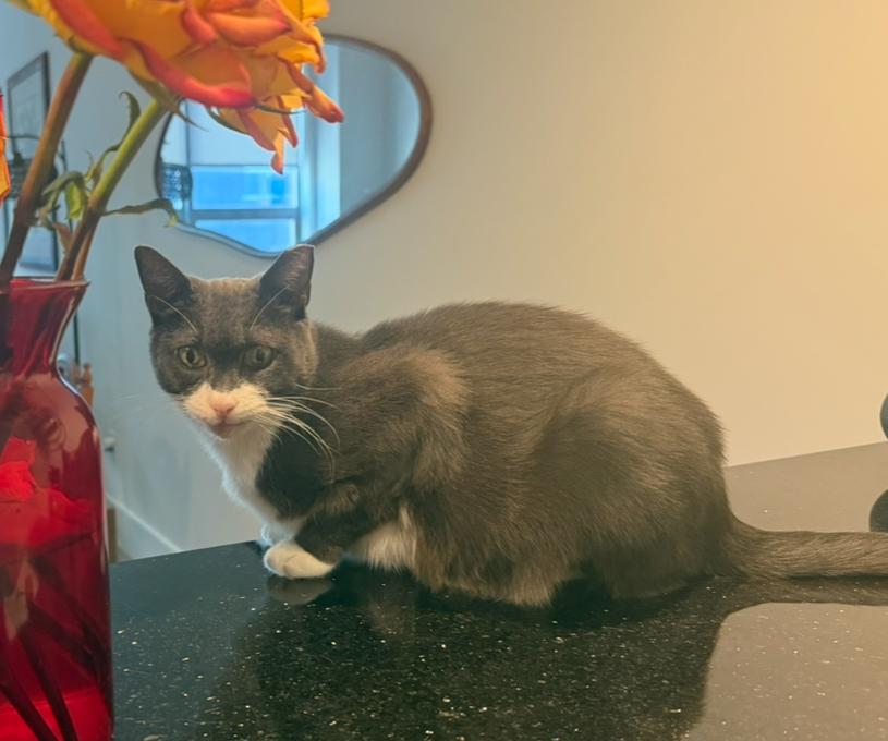 Enlarge Bigotes, a Adoptable Domestic Short Hair in Weehawken, NJ image 5/6