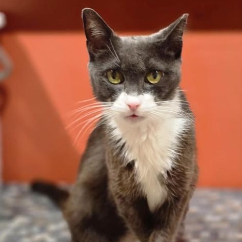 Enlarge Bigotes, a Adoptable Domestic Short Hair in Weehawken, NJ image 2/6