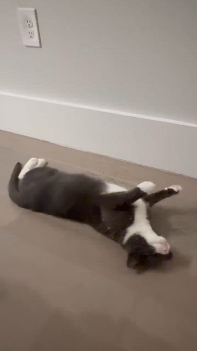 Enlarge Bigotes, a Adoptable Domestic Short Hair in Weehawken, NJ video 4/6