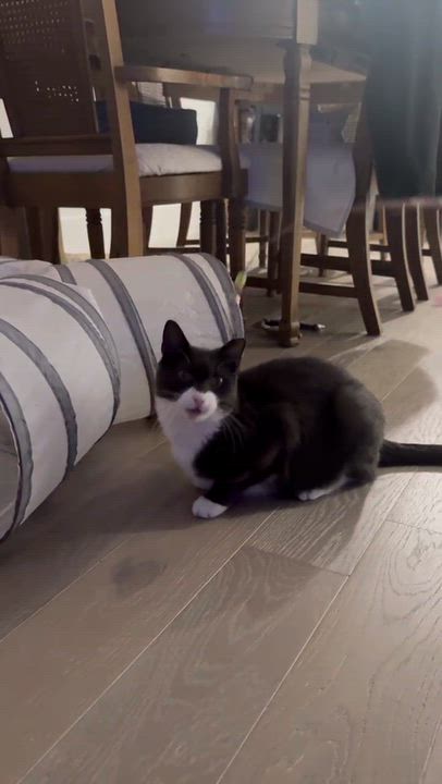 Enlarge Bigotes, a Adoptable Domestic Short Hair in Weehawken, NJ video 3/6