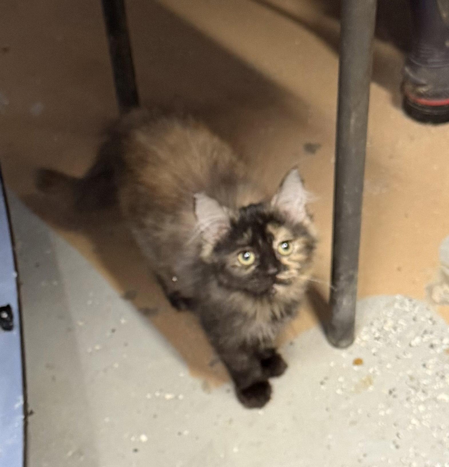 Enlarge Evergreen, a Adoptable Domestic Long Hair in Elkins, WV image 1/1