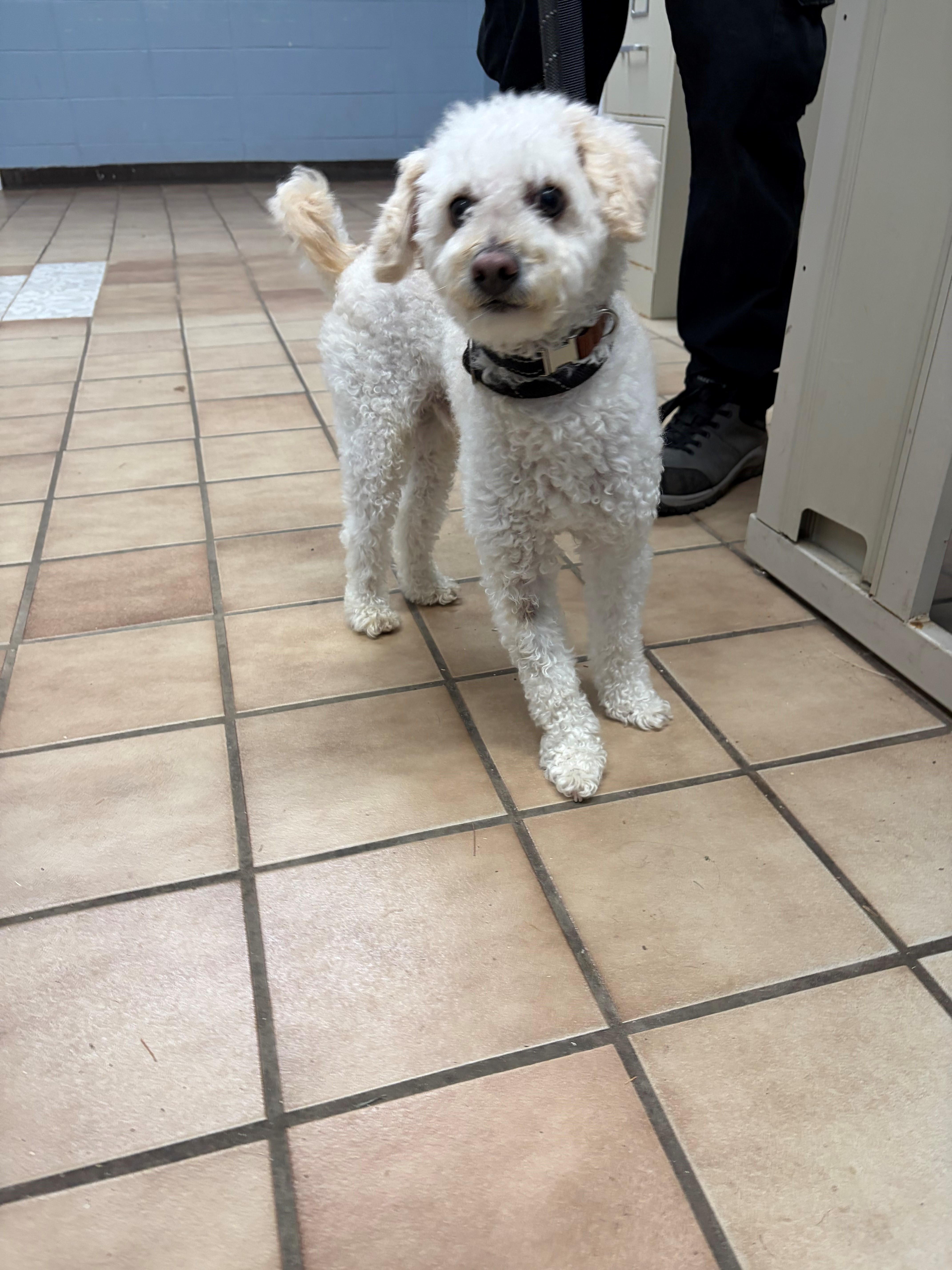Rocky, Adoptable, Adult Male Poodle.