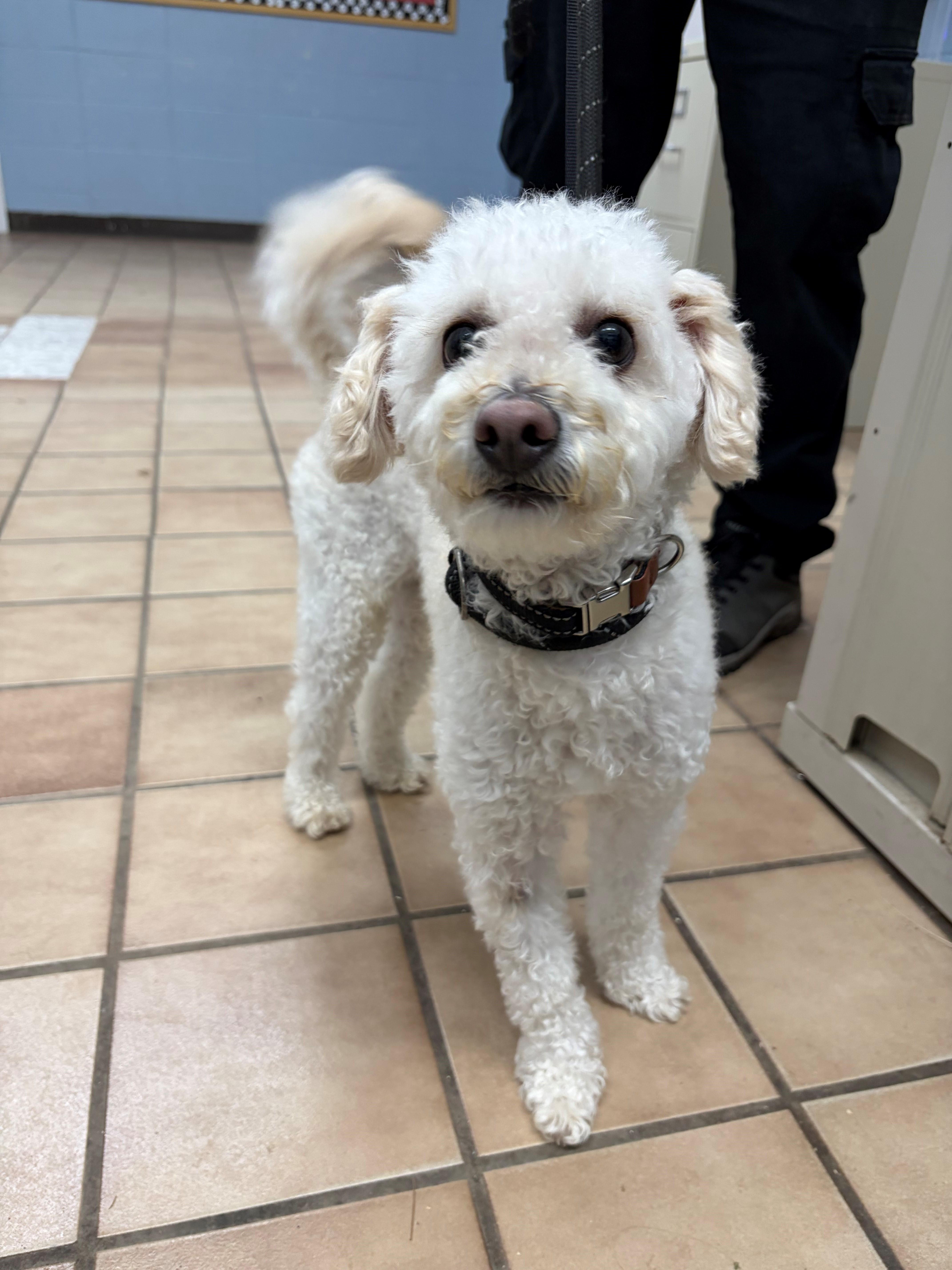 Enlarge Rocky, a Adoptable Poodle in Edison, NJ image 3/3