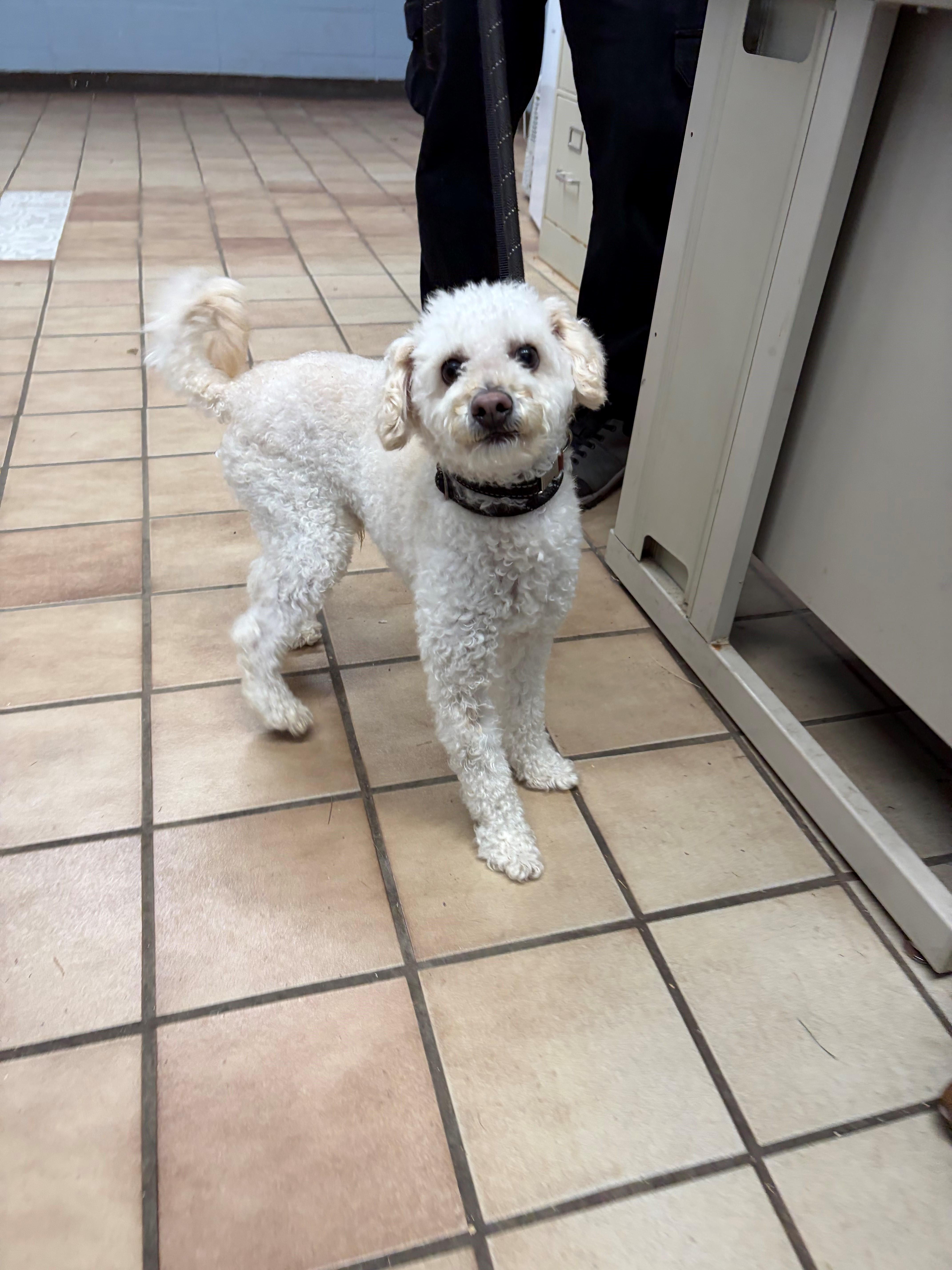 Enlarge Rocky, a Adoptable Poodle in Edison, NJ image 2/3
