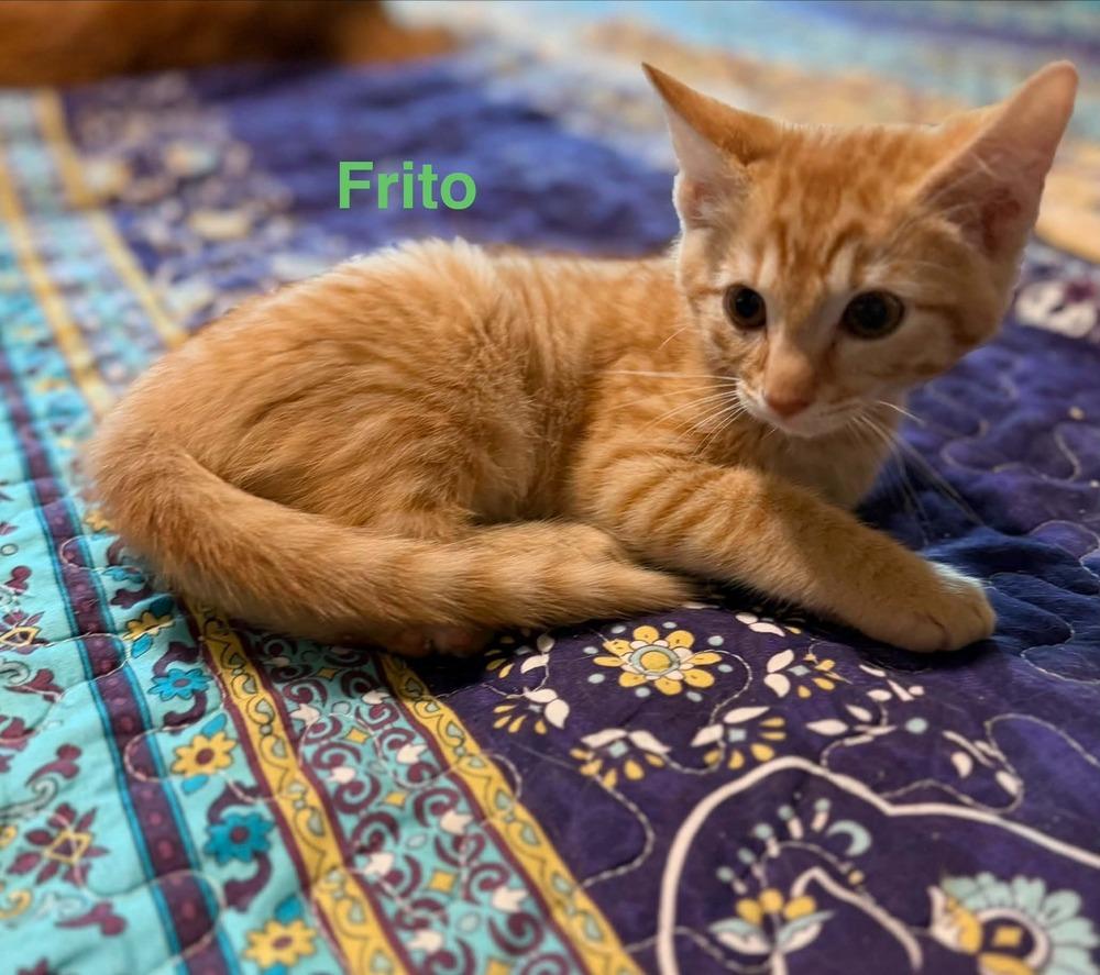 Frito, Adoptable, Kitten Male Tabby.
