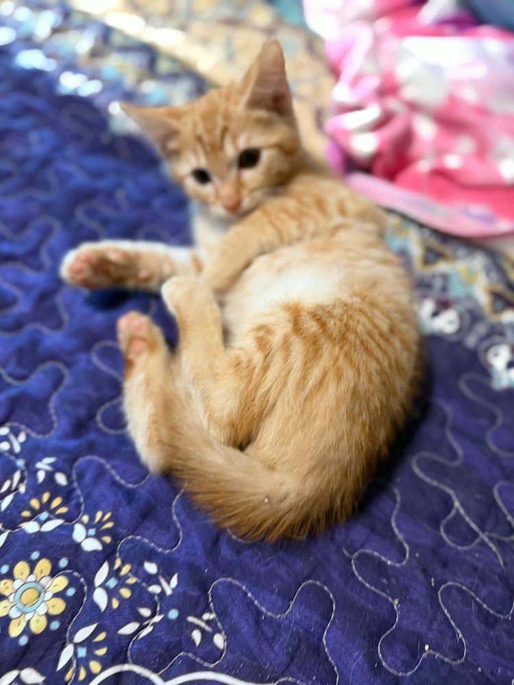Frito, a Adoptable Tabby in Orlando, FL image 2/2