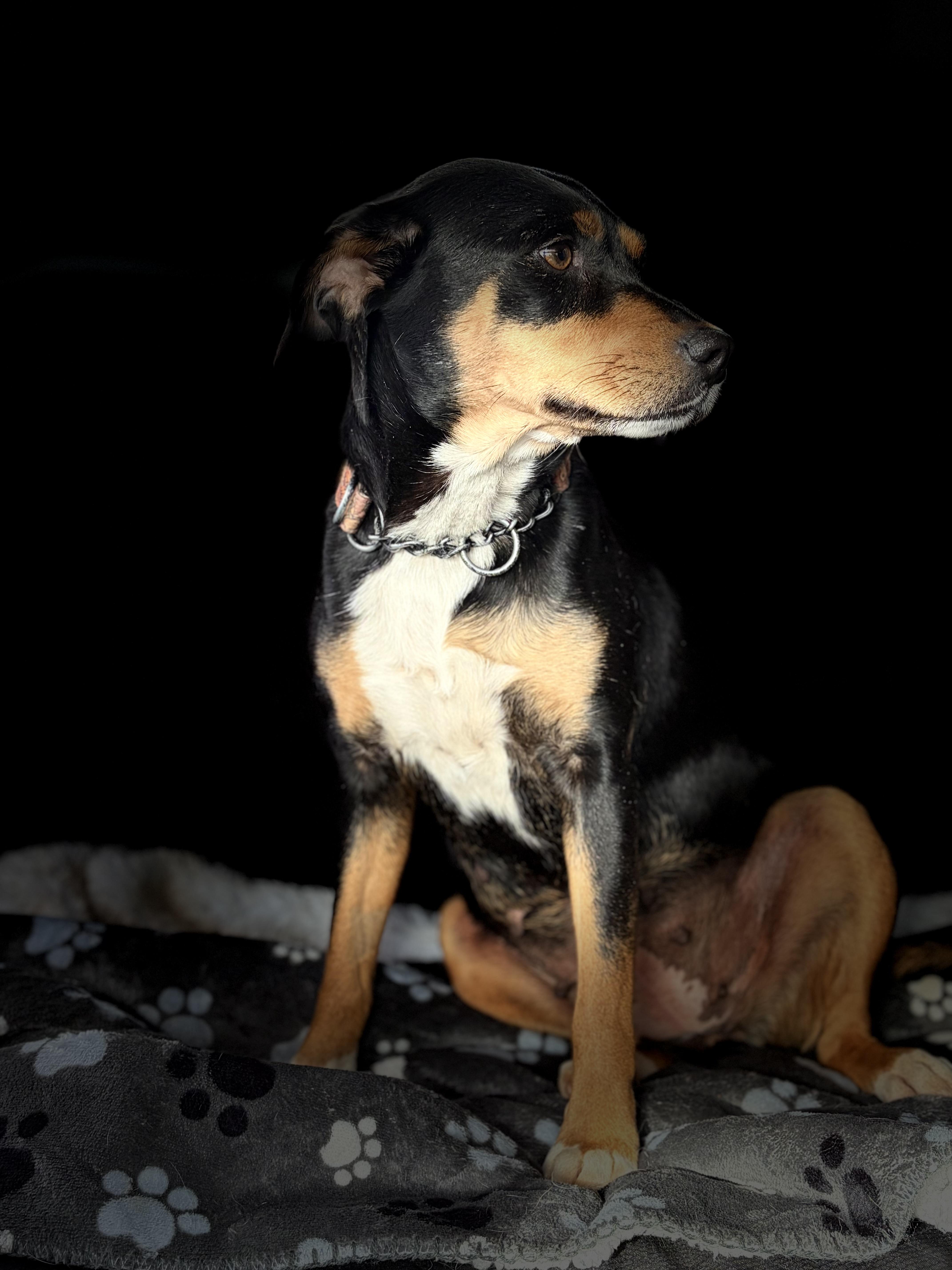 Jessie , a ADOPTABLE Mixed Breed in Warrenton, VA image 2/6