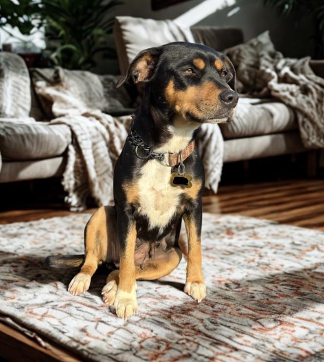 Jessie , a ADOPTABLE Mixed Breed in Warrenton, VA image 4/6