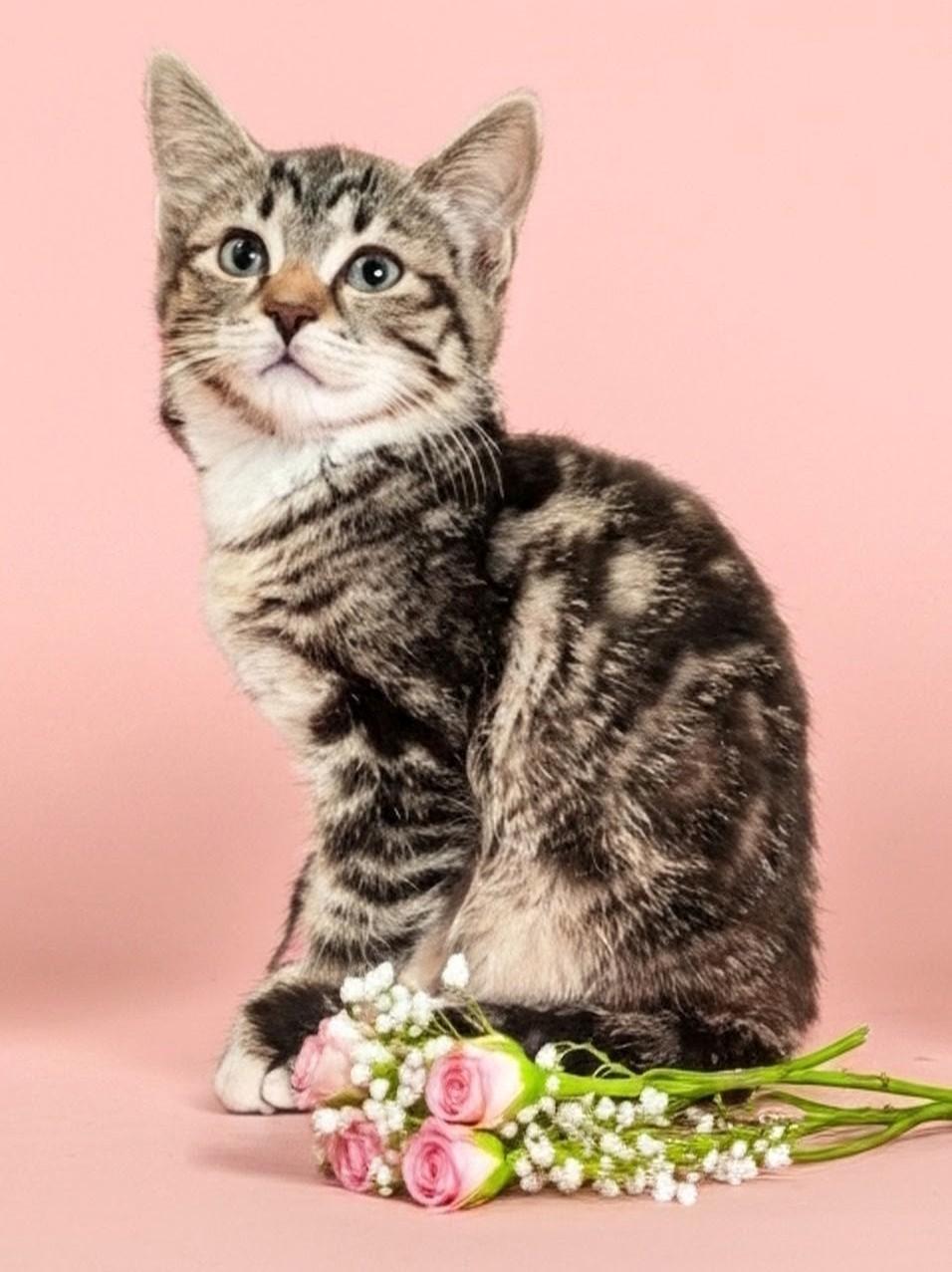 Enlarge Fauna MD, an adopted Tabby in West Bloomfield, MI image 2/4