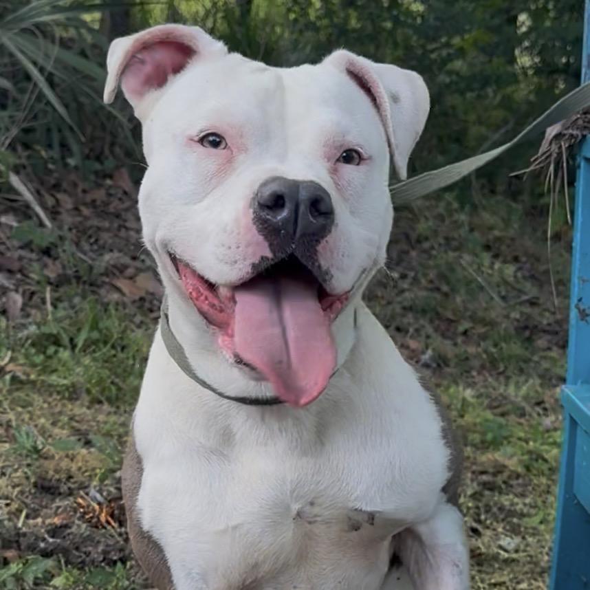 Cielo, Adoptable, Adult Female Mixed Breed & Mixed Breed.