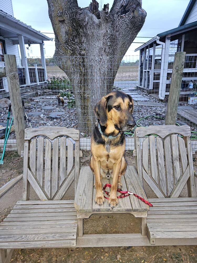 Boswell, a Adoptable mixed breed in Breinigsville, PA image 1/5