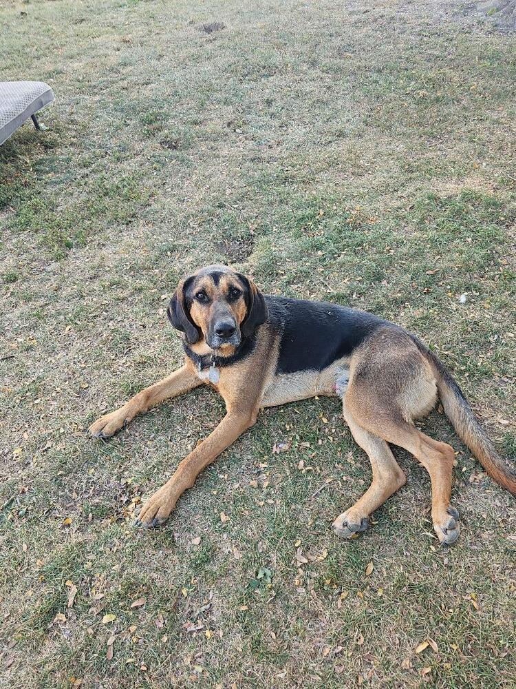 Boswell, a Adoptable mixed breed in Breinigsville, PA image 2/5
