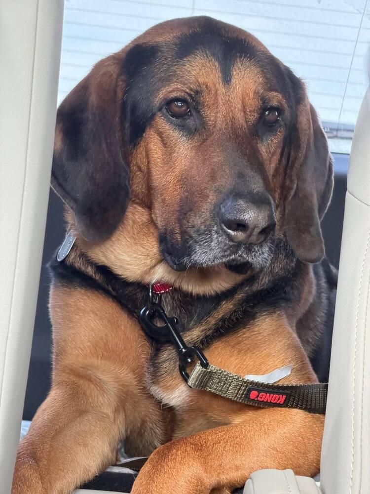 Boswell, a Adoptable mixed breed in Breinigsville, PA image 4/5