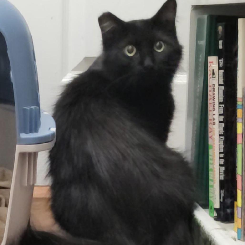 Bebe — thumbnail 2