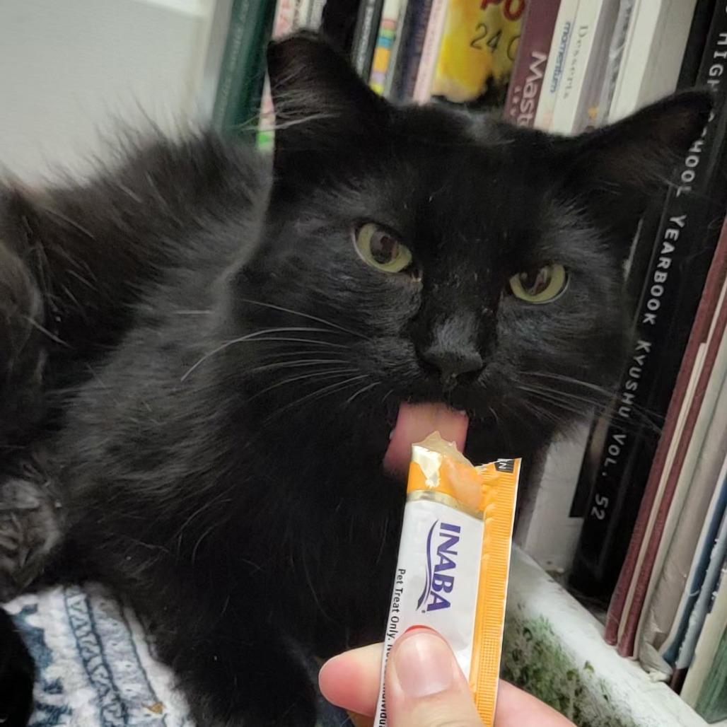 Bebe — thumbnail 4