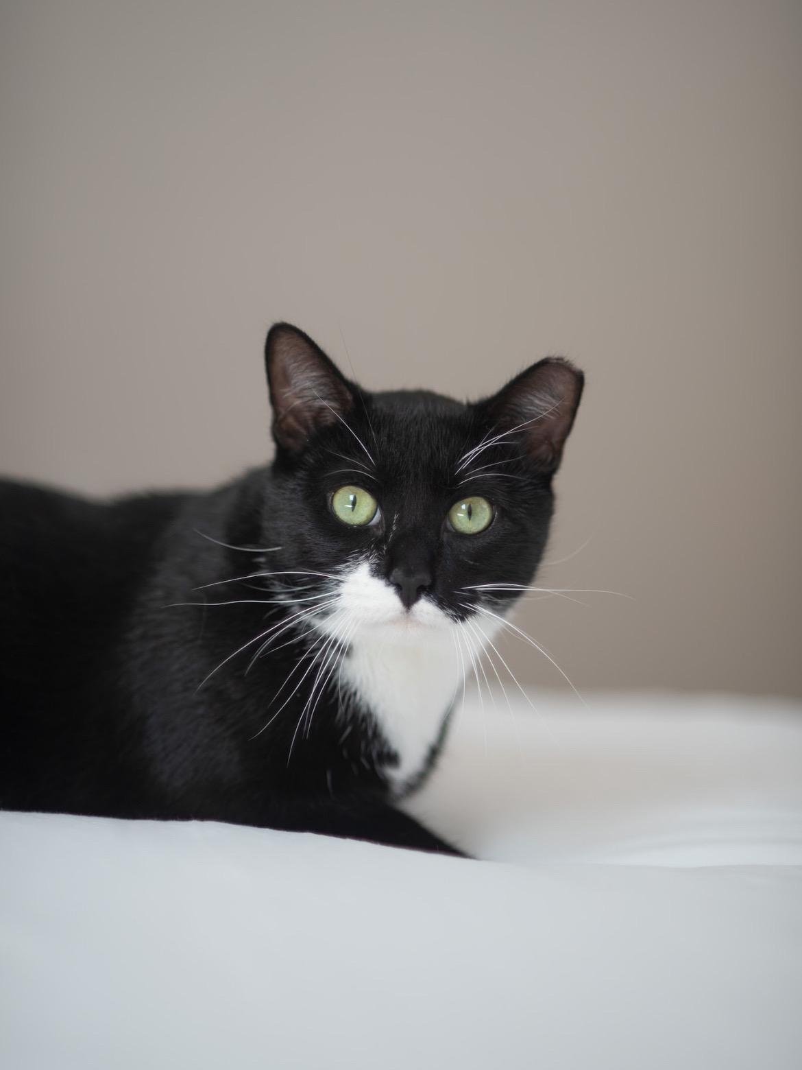 Braxton, Adult Male Domestic Short Hair