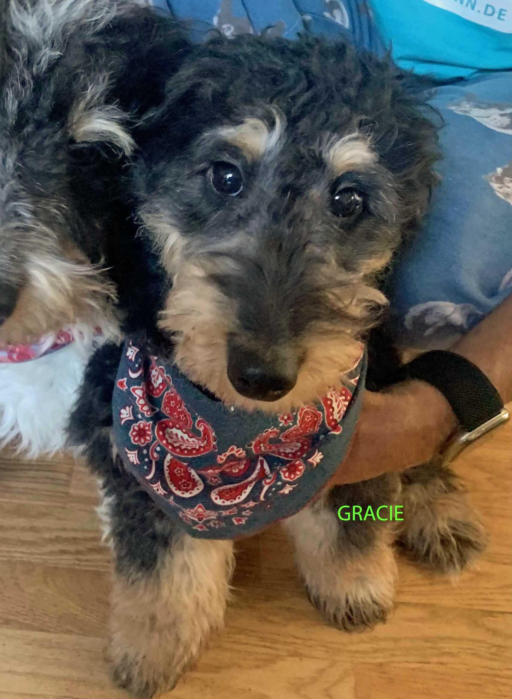 Gracie, Adoptable, Young Female Shetland Sheepdog / Sheltie & Miniature Poodle.
