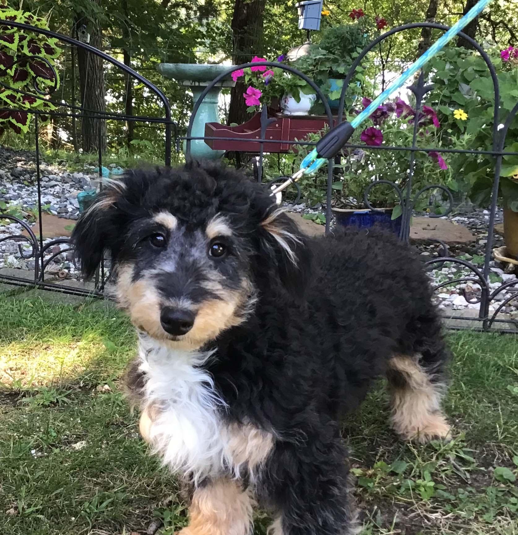 Gracie, a Adoptable mixed breed in White Bear Lake, MN image 2/3