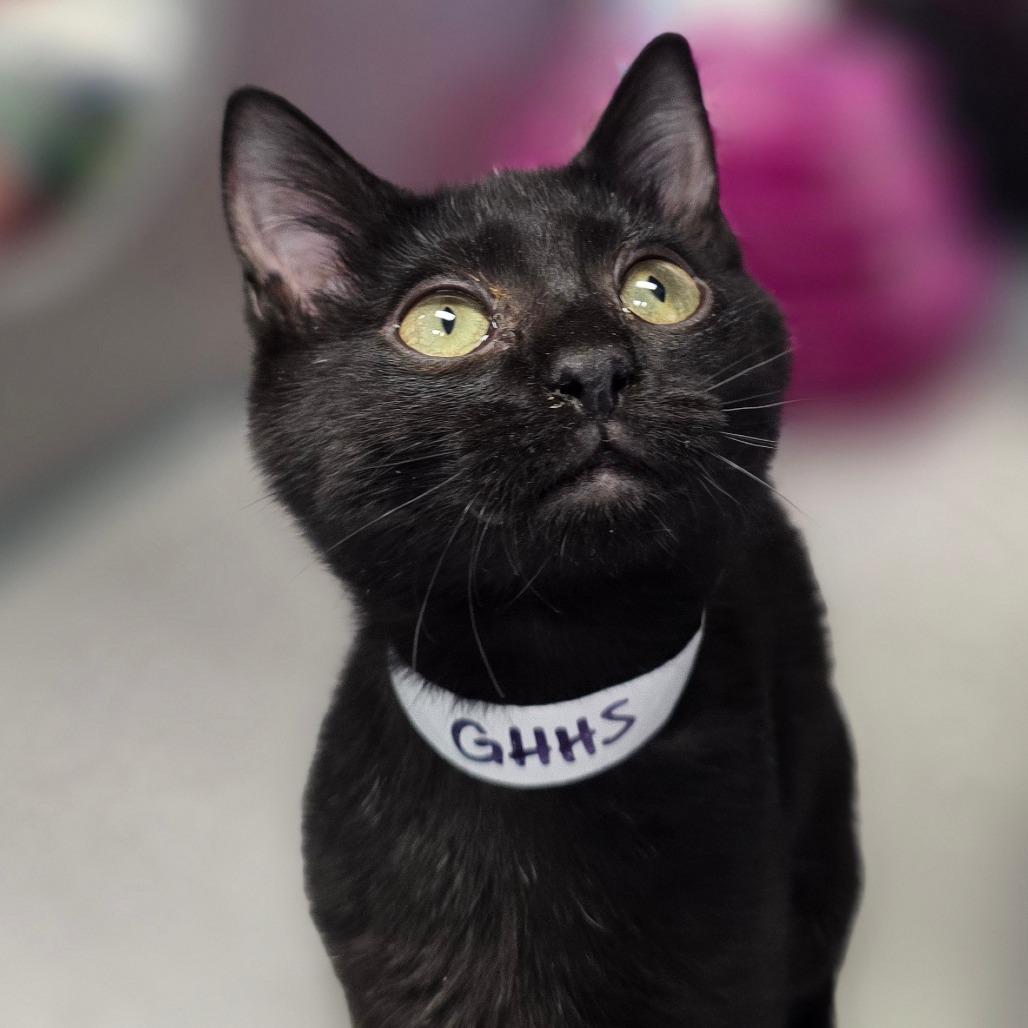 Enlarge Yara, a Adoptable Domestic Short Hair in Huntsville, AL image 1/2
