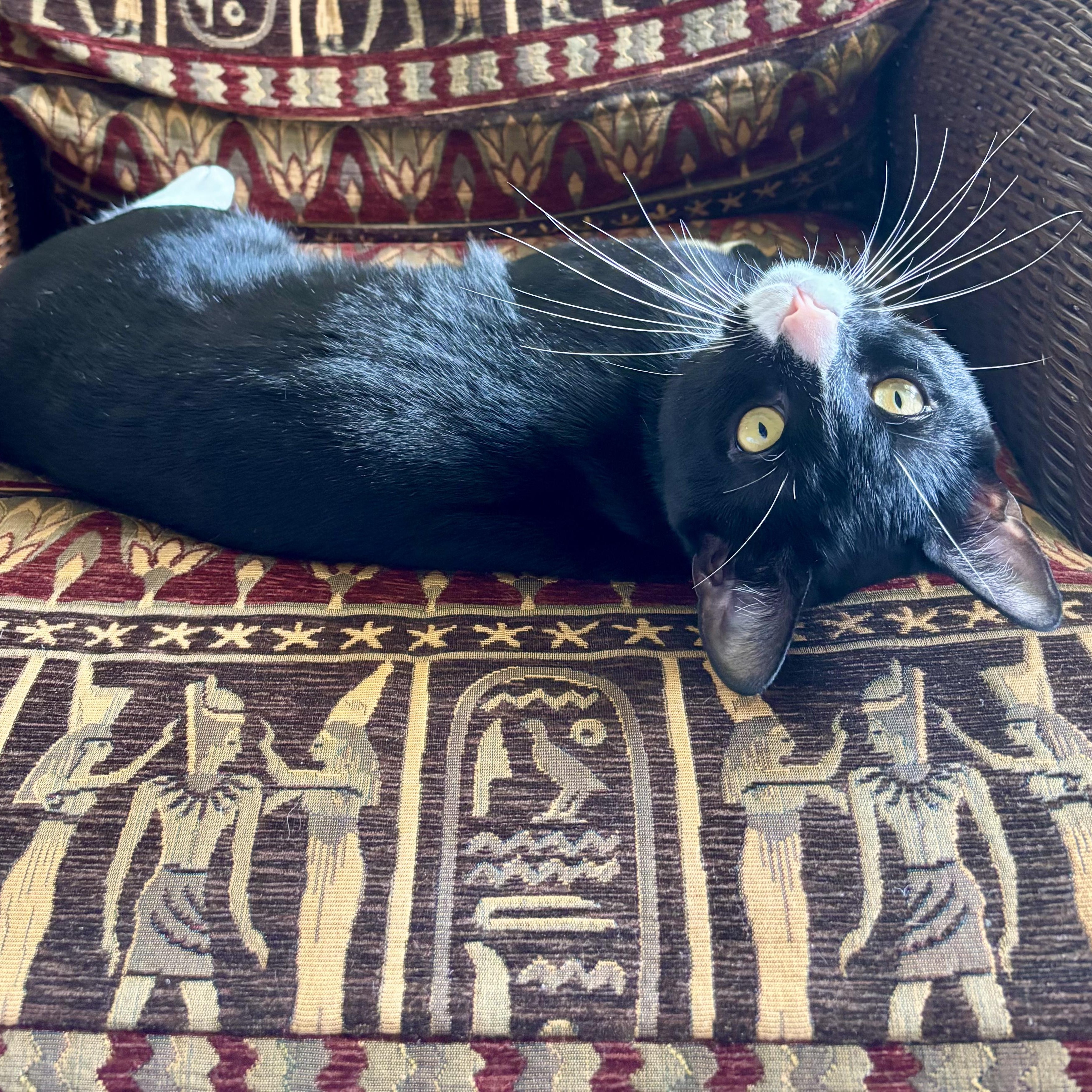 Meshi, a ADOPTABLE Domestic Short Hair in West Orange, NJ image 2/2