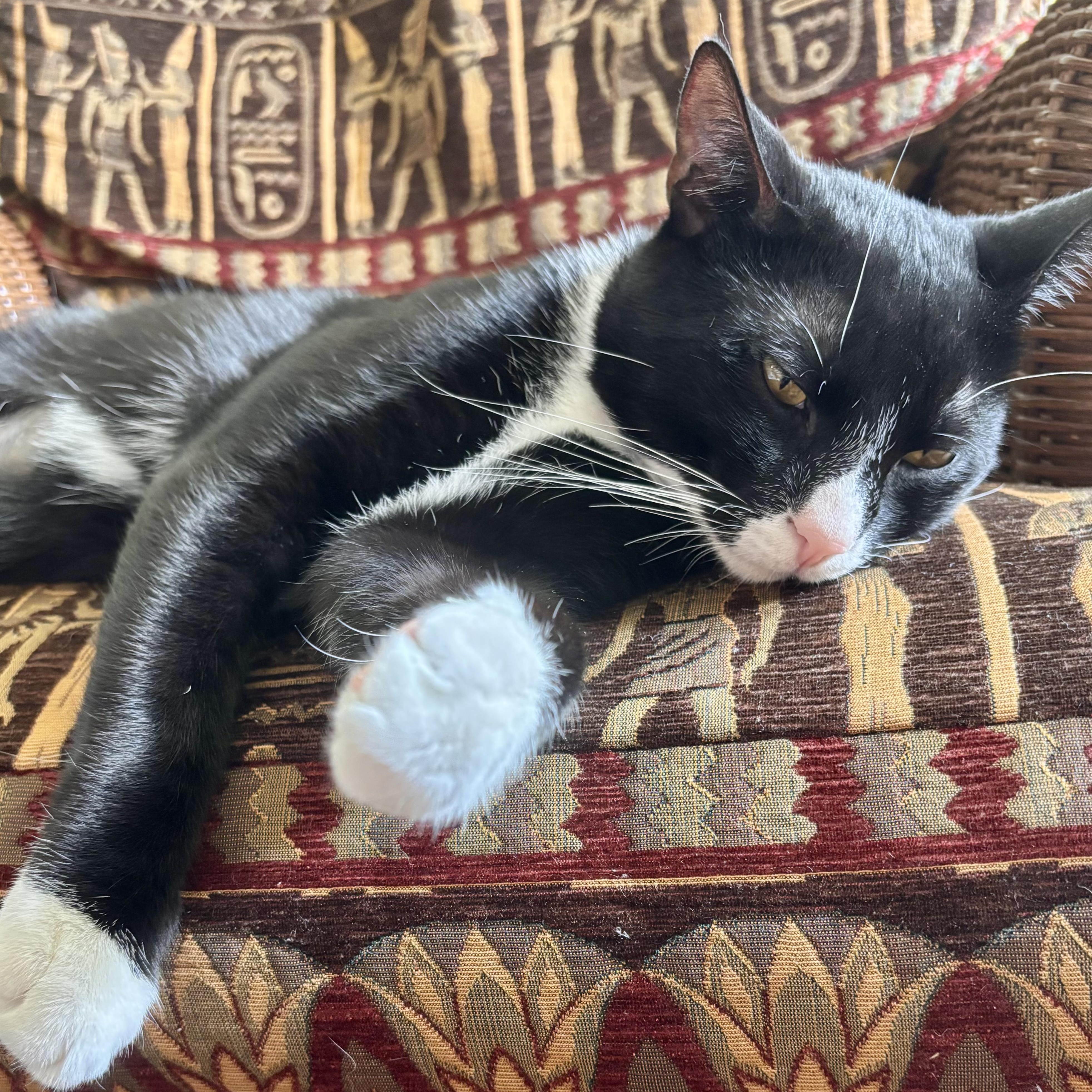 Meshi, a ADOPTABLE Domestic Short Hair in West Orange, NJ image 1/2