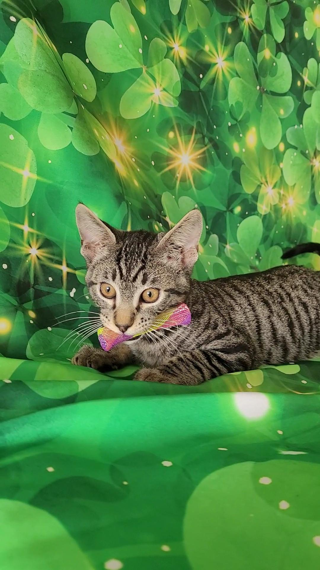 MICK MARS (Motley Crue), a ADOPTABLE mixed breed in Escalon, CA image 2/6