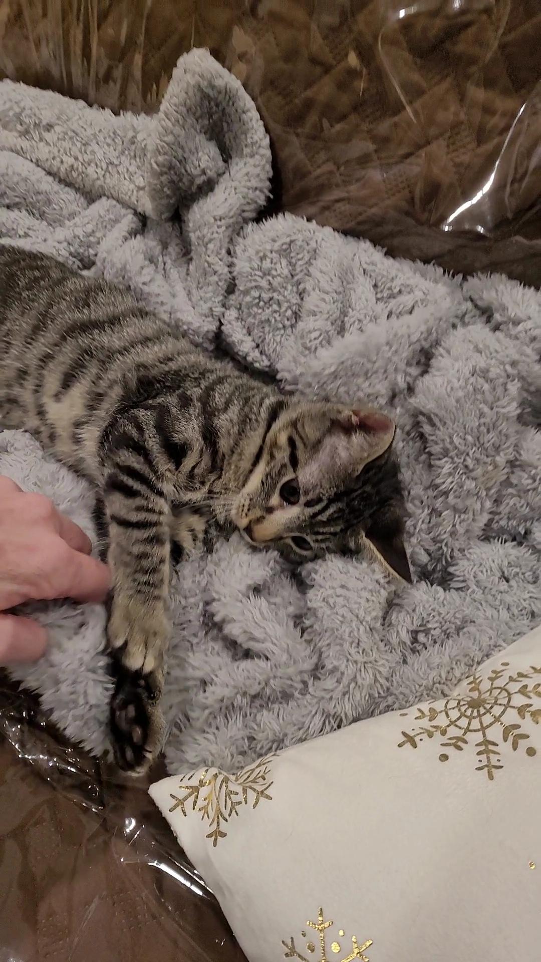 MICK MARS (Motley Crue), a ADOPTABLE mixed breed in Escalon, CA image 3/6